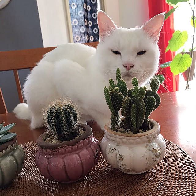 nyanko-beamさんの実例写真