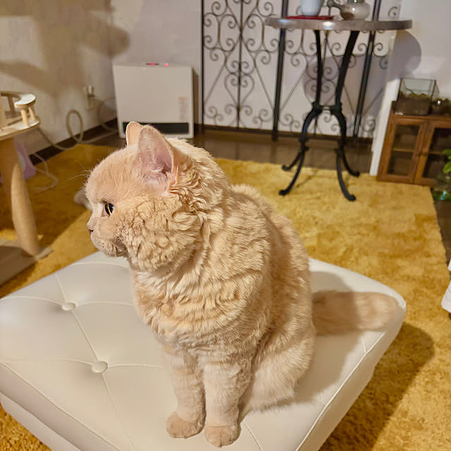 naokoさんの実例写真