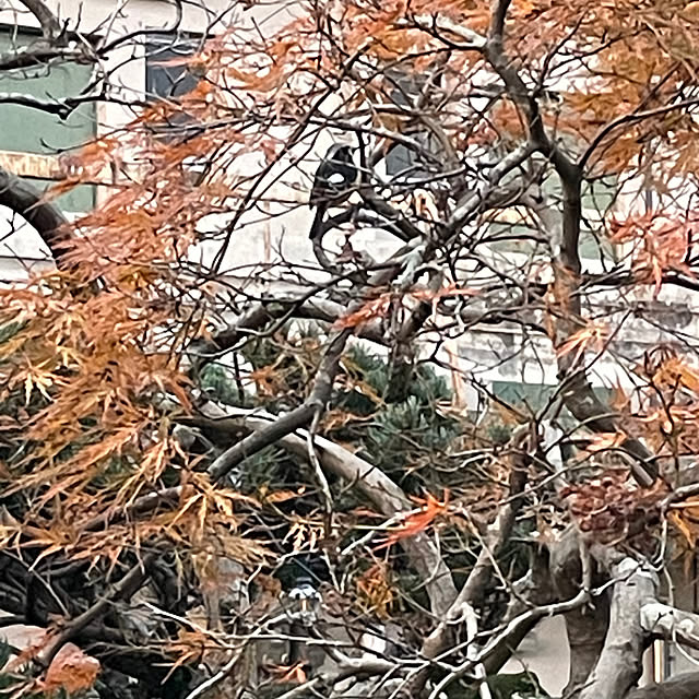 shin0719さんの部屋