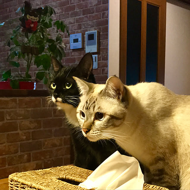 butachanさんの実例写真