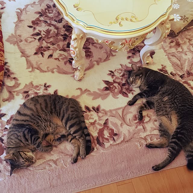 kyoさんの実例写真