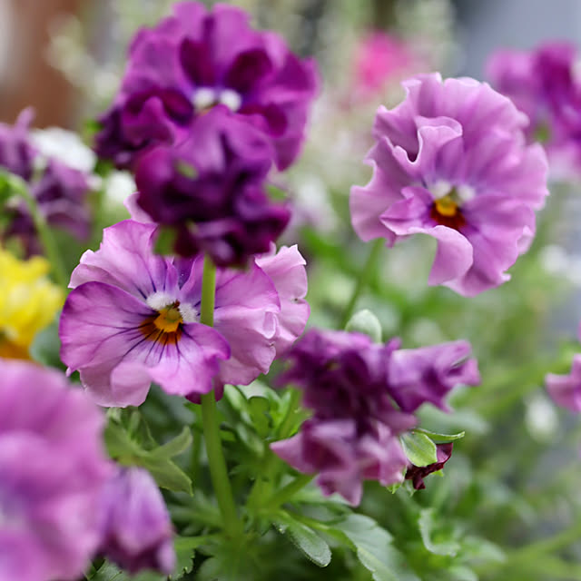 glassflowerさんの実例写真