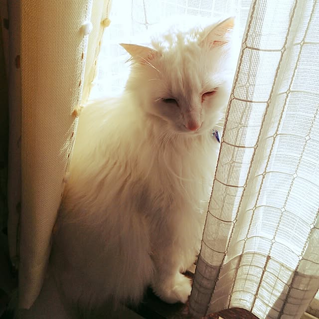 yanoさんの実例写真