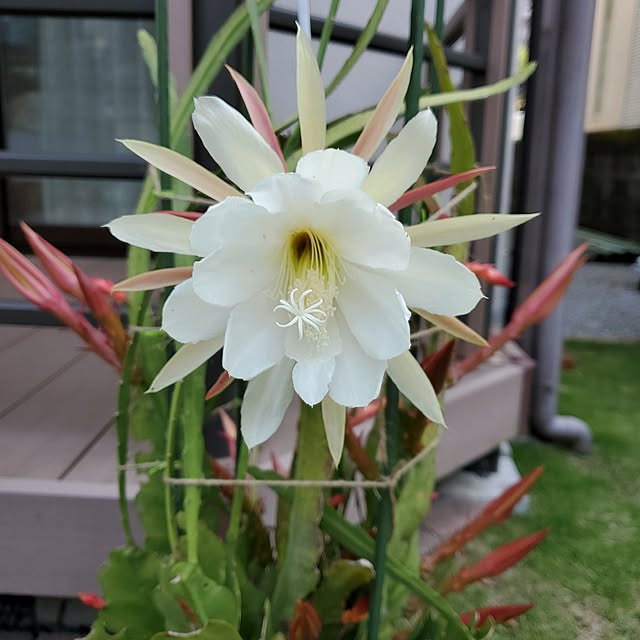 ramuramuさんの実例写真