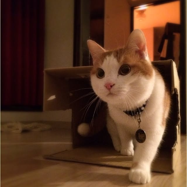 bobooooonさんの実例写真