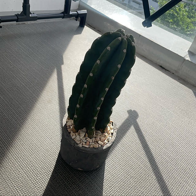 pecoさんの実例写真
