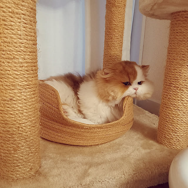 amutantanさんの実例写真