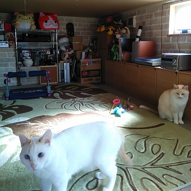 posauruさんの実例写真