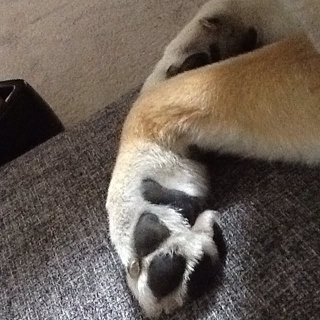 kotaさんの実例写真
