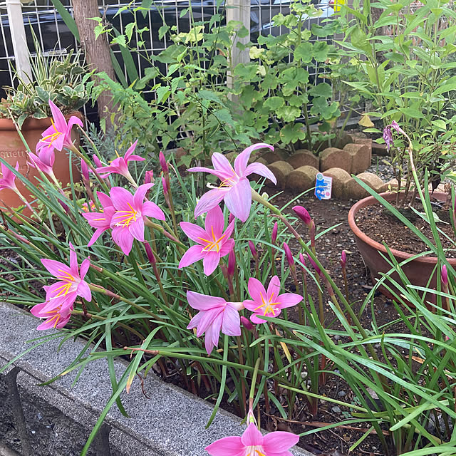 mamimamiさんの実例写真