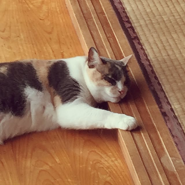 yumasukeさんの実例写真