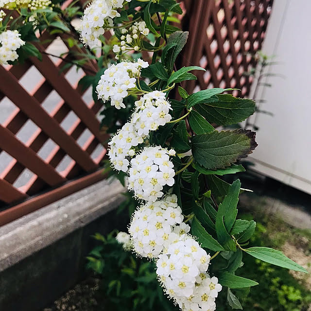 Keikoさんの実例写真