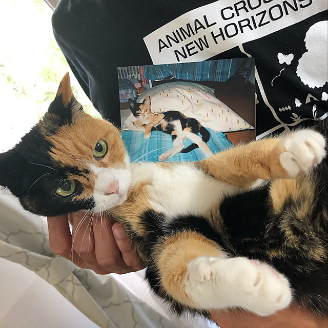 実例写真