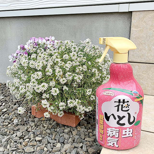 koko_hikaさんの実例写真