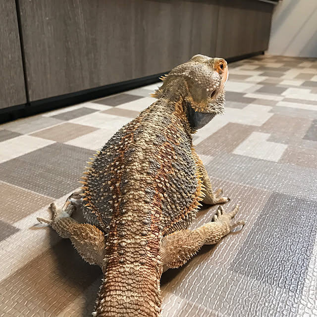 japitonさんの実例写真