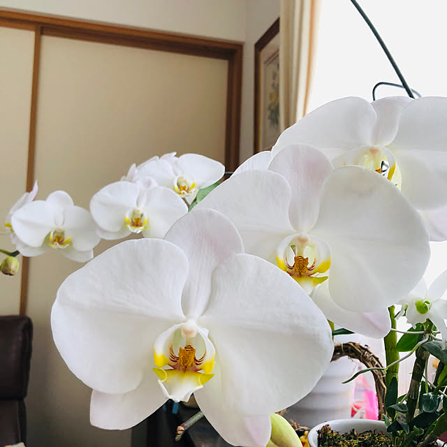 roserose555さんの実例写真