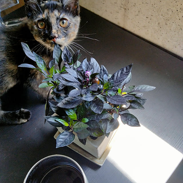 Kateさんの実例写真
