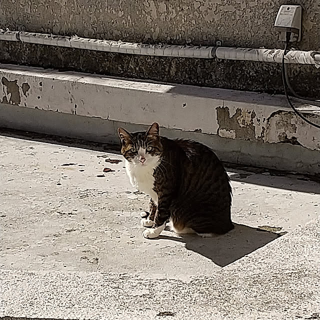 noaさんの実例写真