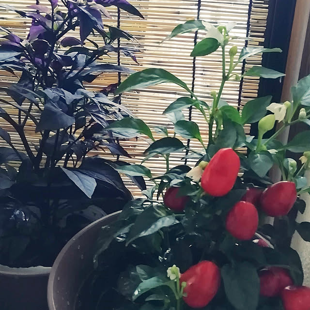 sakiさんの実例写真