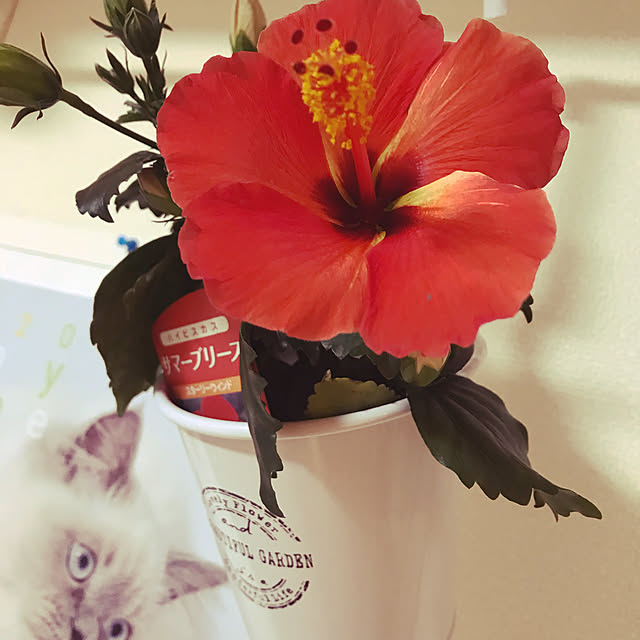 Aiさんの実例写真