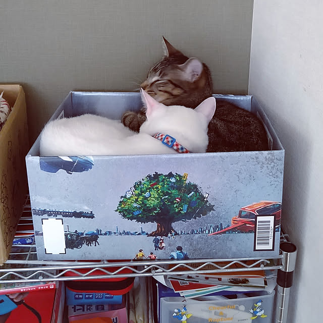 tomoさんの実例写真