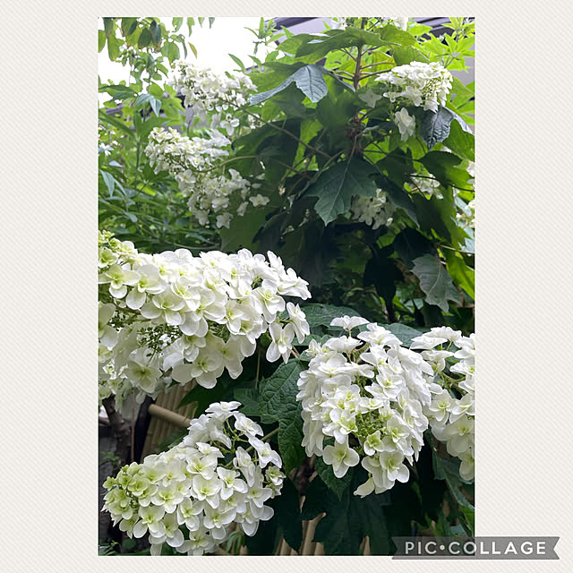 mamizaさんの実例写真