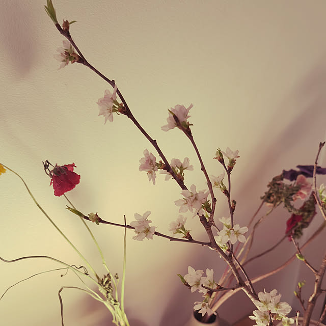 piroaiさんの部屋