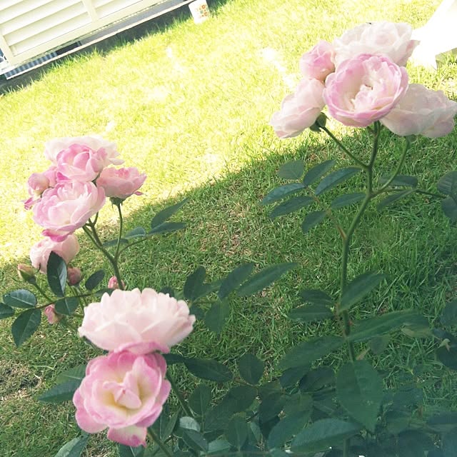 koaraさんの実例写真