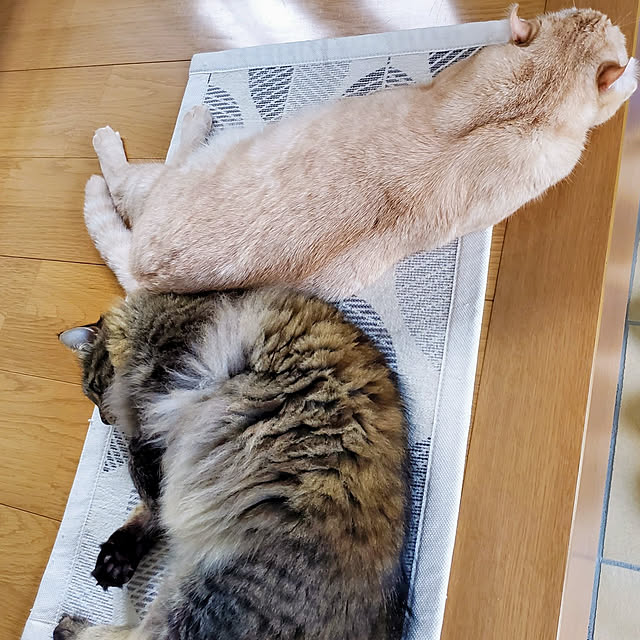 makoさんの実例写真