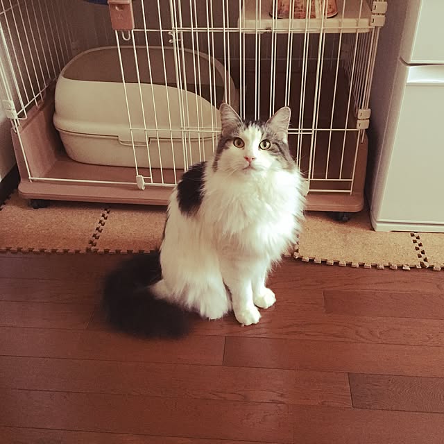 mamiGENさんの実例写真