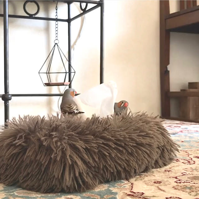oiseauxさんの部屋
