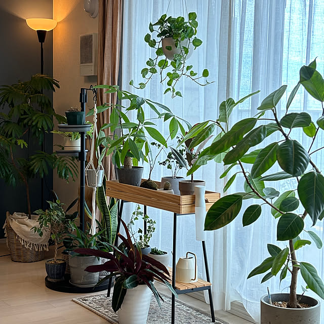 観葉植物 ポトスのおすすめ商品とおしゃれな実例 | RoomClip 観葉植物 ポトスのおすすめ商品とおしゃれな実例 | RoomClip