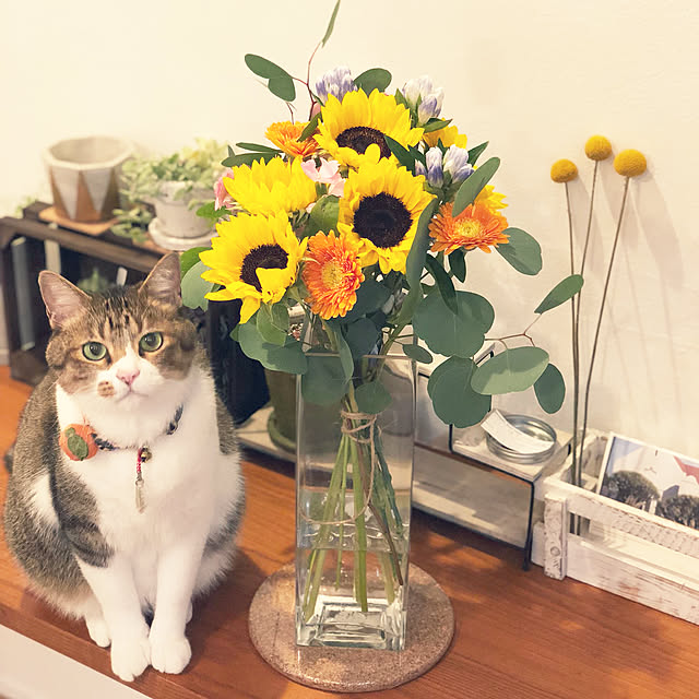 Kasumiさんの実例写真