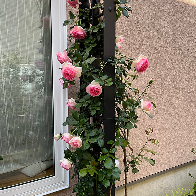 Magnoliaさんの部屋