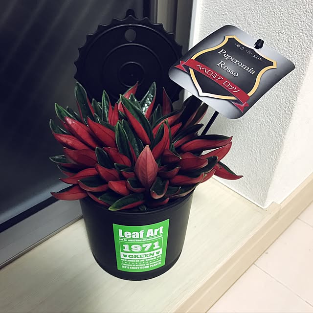 Rikopinさんの実例写真