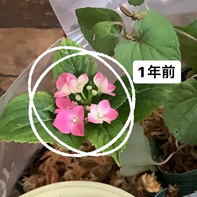 Fumiさんの実例写真