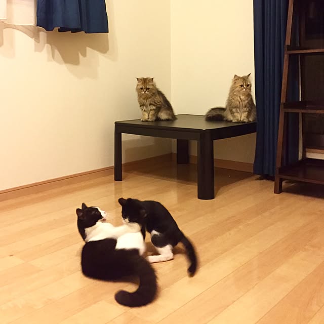 butachanさんの実例写真