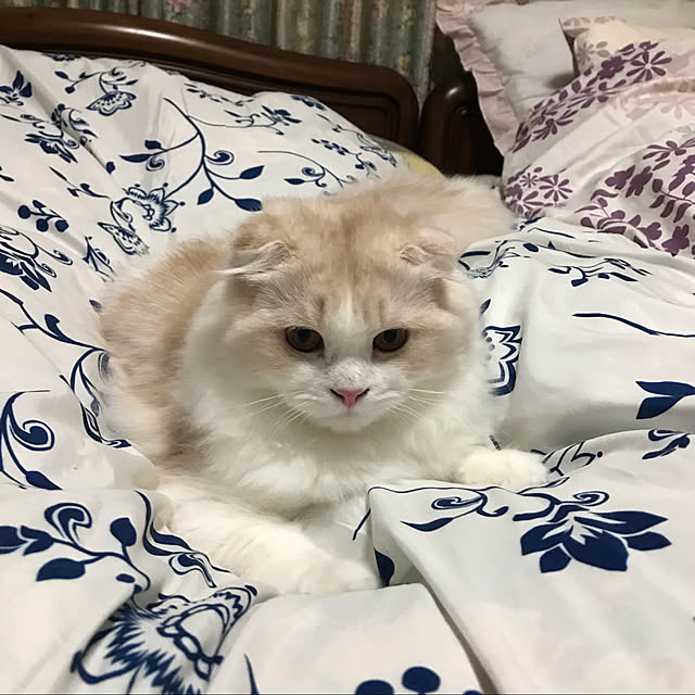 sarichanさんの実例写真