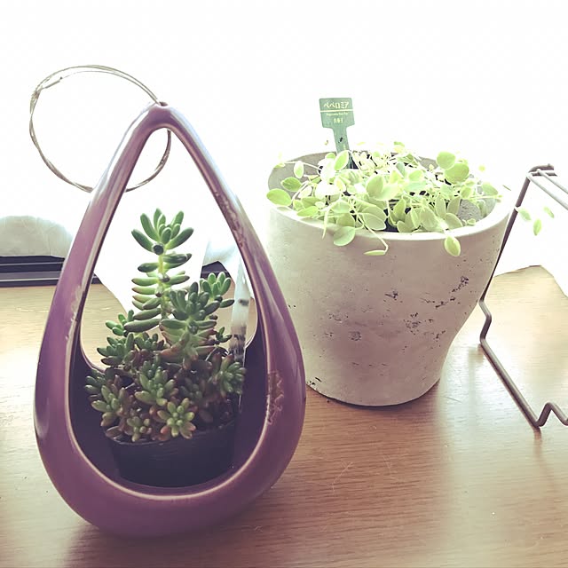 リビング/多肉植物/観葉植物/ナチュラルのインテリア実例 - 2016-11-13 11:29:22