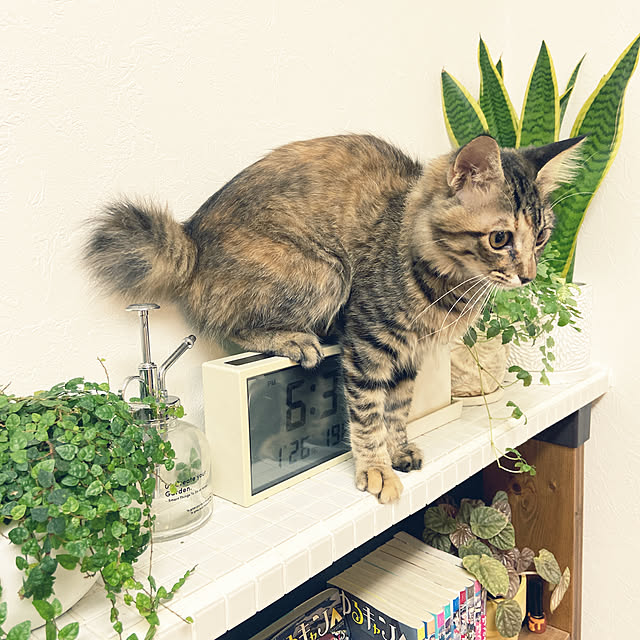 gachaさんの実例写真