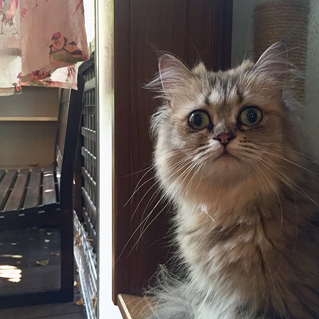 butachanさんの実例写真