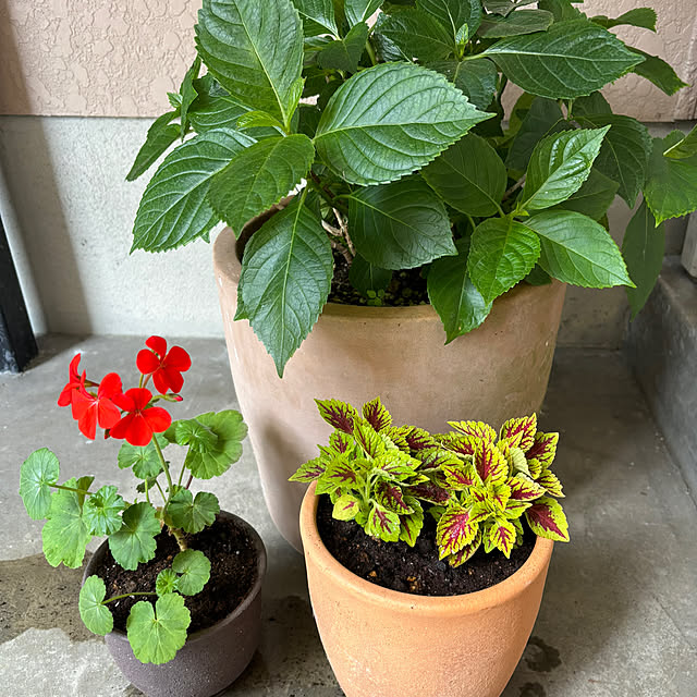 玄関/入り口/休日の過ごし方/植物/癒しの空間/お花のある暮らしのインテリア実例 - 2024-06-10 12:12:52