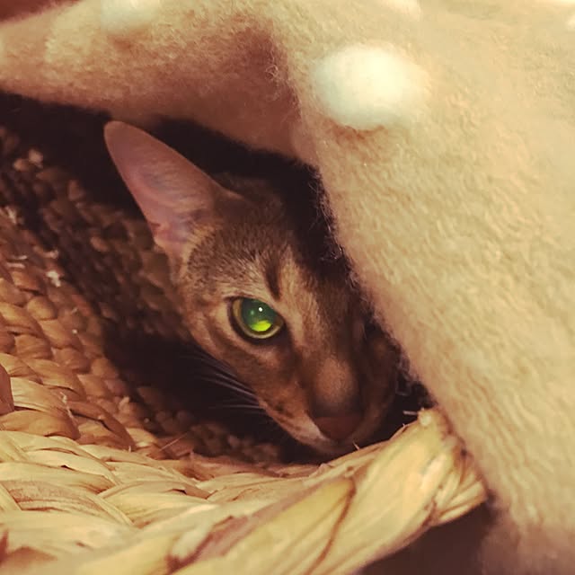 sakineko528さんの実例写真