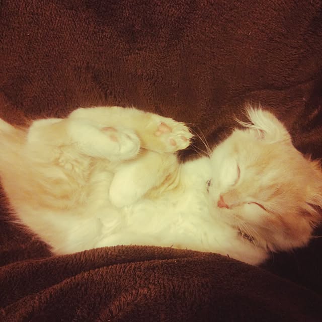 yuさんの実例写真