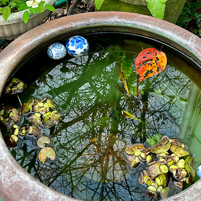 shushuさんの部屋