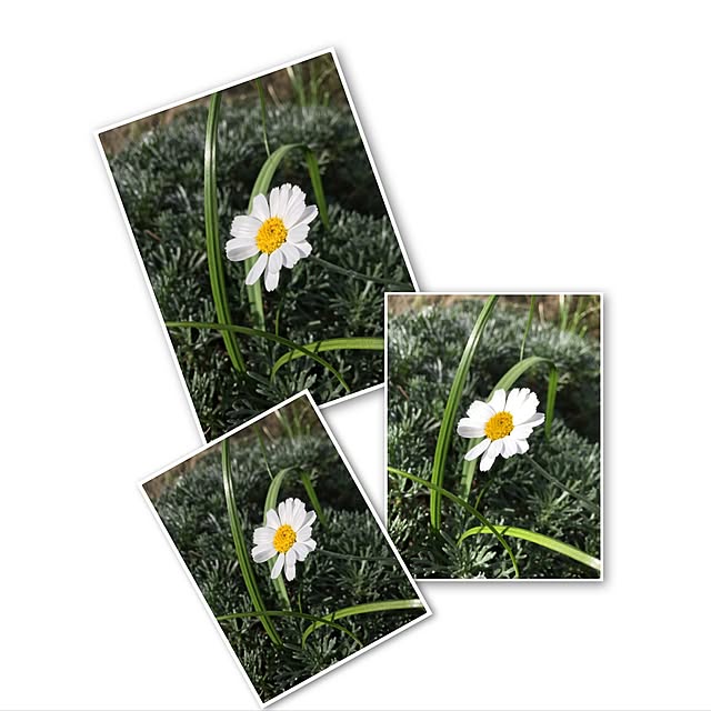 niconさんの実例写真