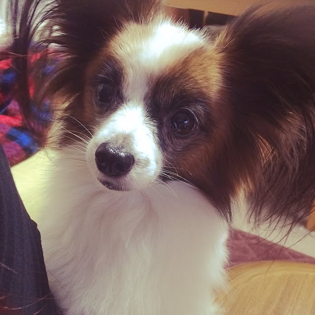 chieさんの実例写真