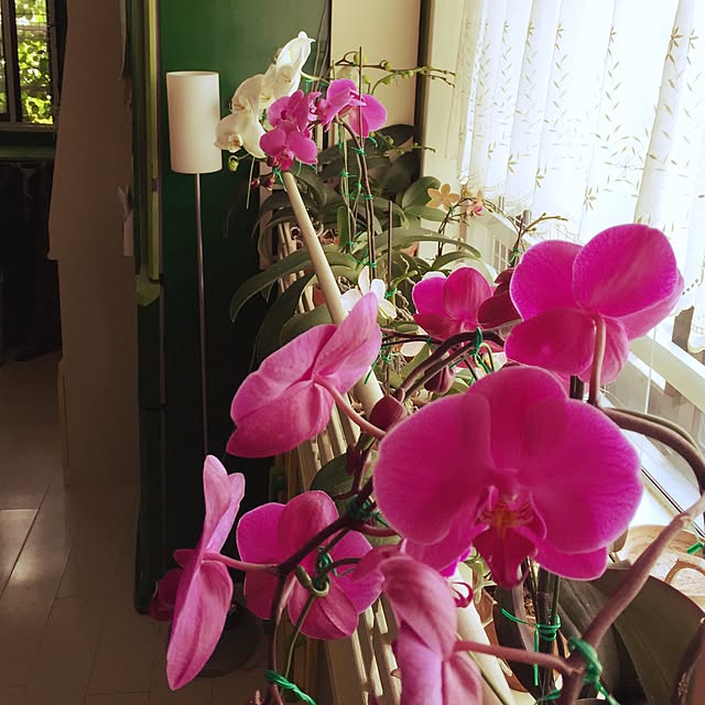 kimishigureさんの実例写真
