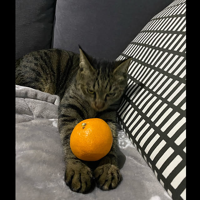 necomuraさんの実例写真
