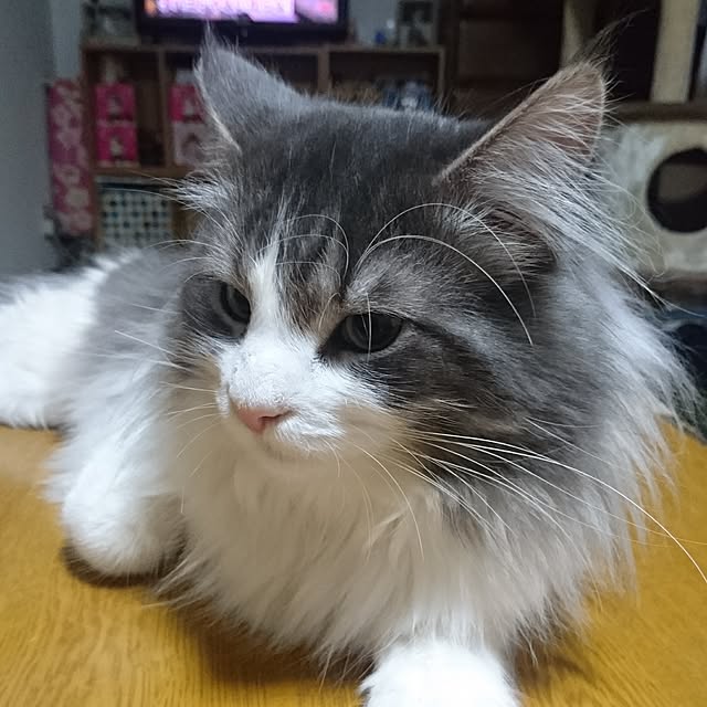 shinobuさんの実例写真